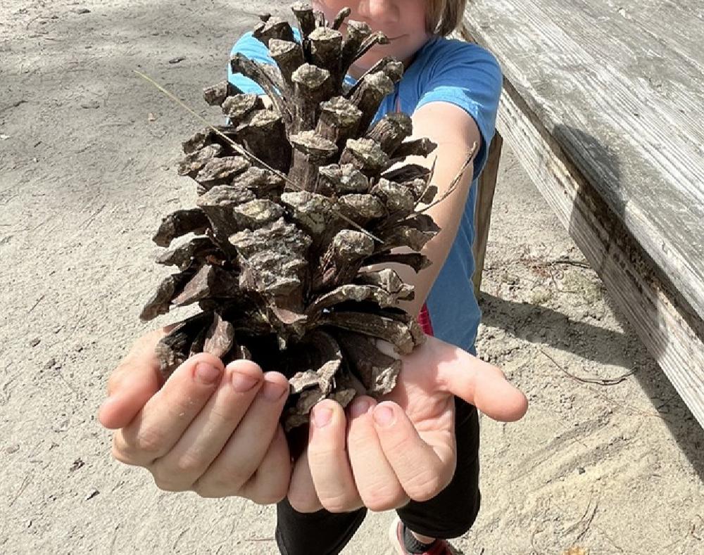 pinecone.JPEG