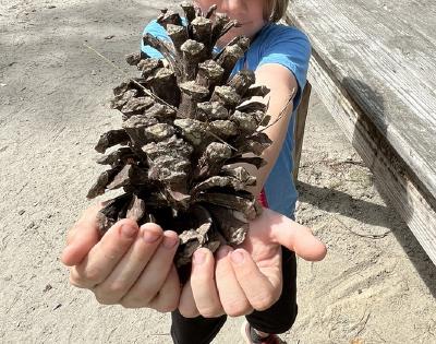 pinecone.JPEG