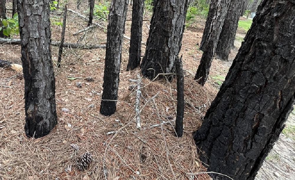 forest_fire.JPEG