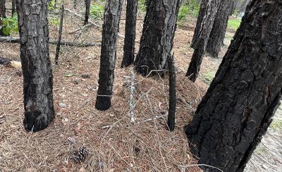 forest_fire.JPEG