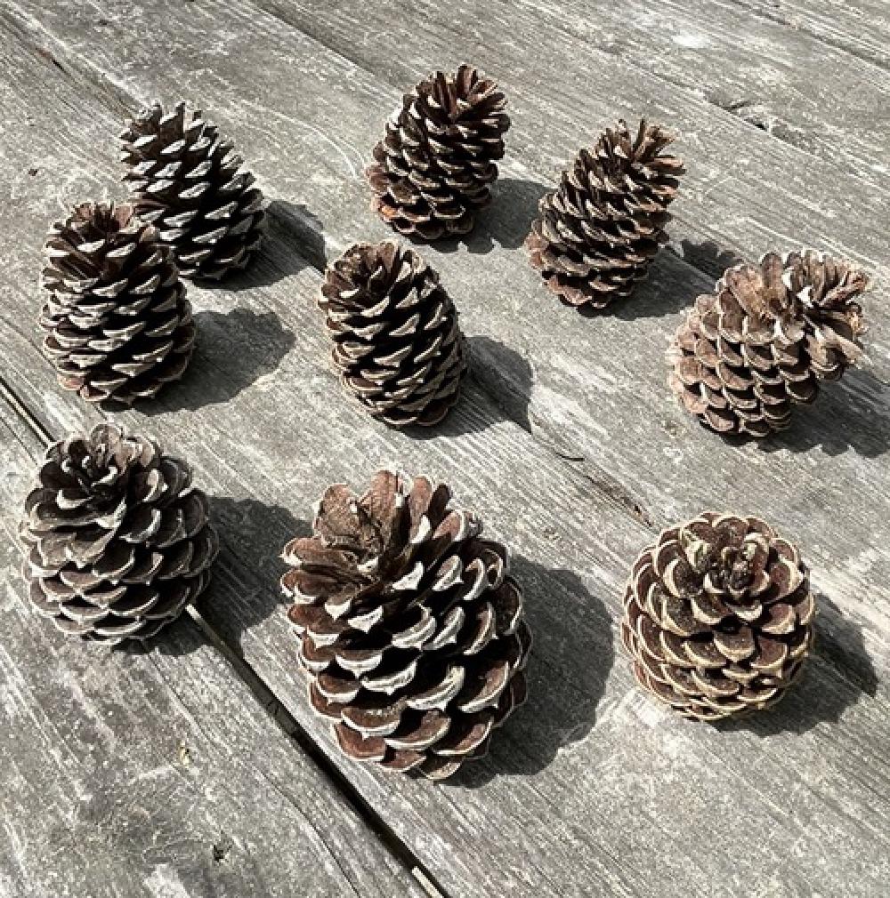 pinecone_art.JPEG