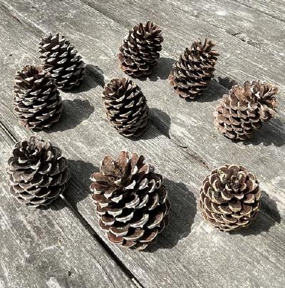 pinecone_art.JPEG