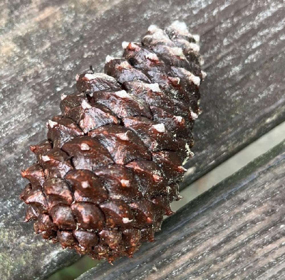 wet_pinecone.JPEG
