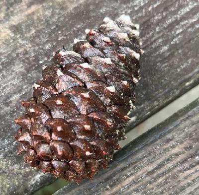 wet_pinecone.JPEG