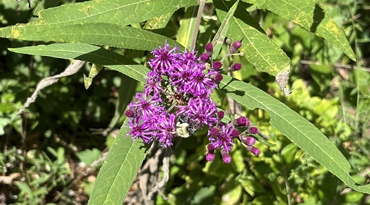 Stopping to smell the flowers